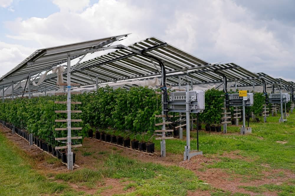Agrivoltaics combines elevated solar panels with agriculture, allowing crops to thrive underneath. Panels provide shade, reducing water evaporation and protecting plants from extreme heat.Partnering with agronomists and labs, we analyze soil health (nutrient levels, pH balance, and organic content) to recommend crop-specific strategies compatible with agrivoltaic setups. For example, shade-tolerant crops like spinach or herbs flourish under panels, while solar energy powers irrigation and farm operations.